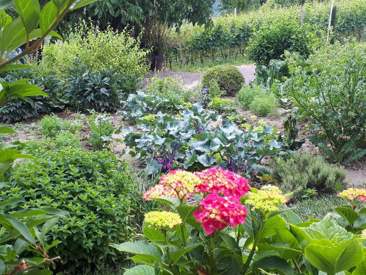 Weingut Weidlhof - Suite & Breakfast - Vacation For Wine Lovers Caldaro Luaran gambar